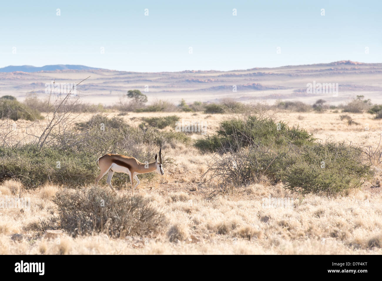 Paisaje de Namibia con una gacela Foto de stock