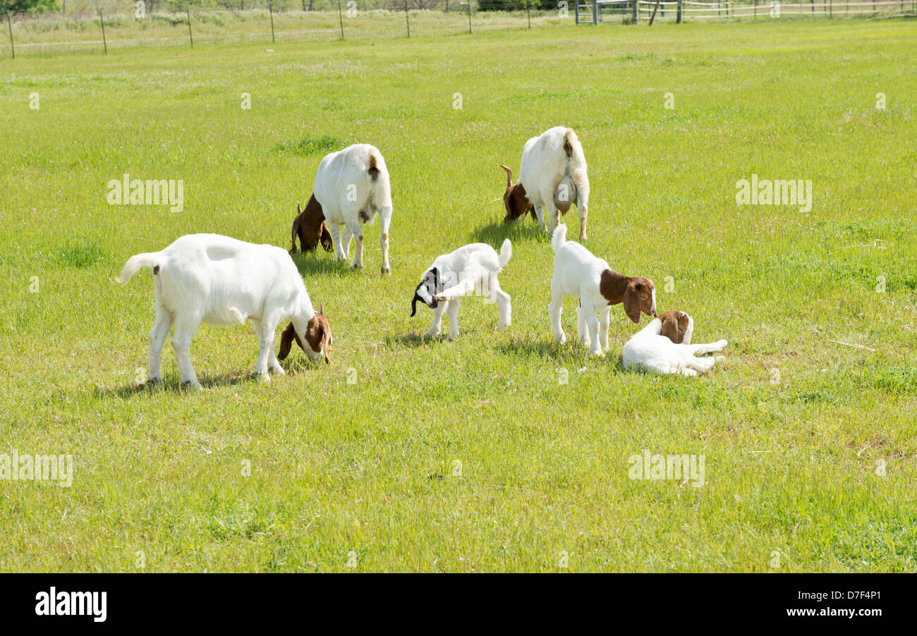 Nanny Capra aegagrus hircus, cabras, y a los niños, a los pastos. Oklahoma, Estados Unidos. Foto de stock