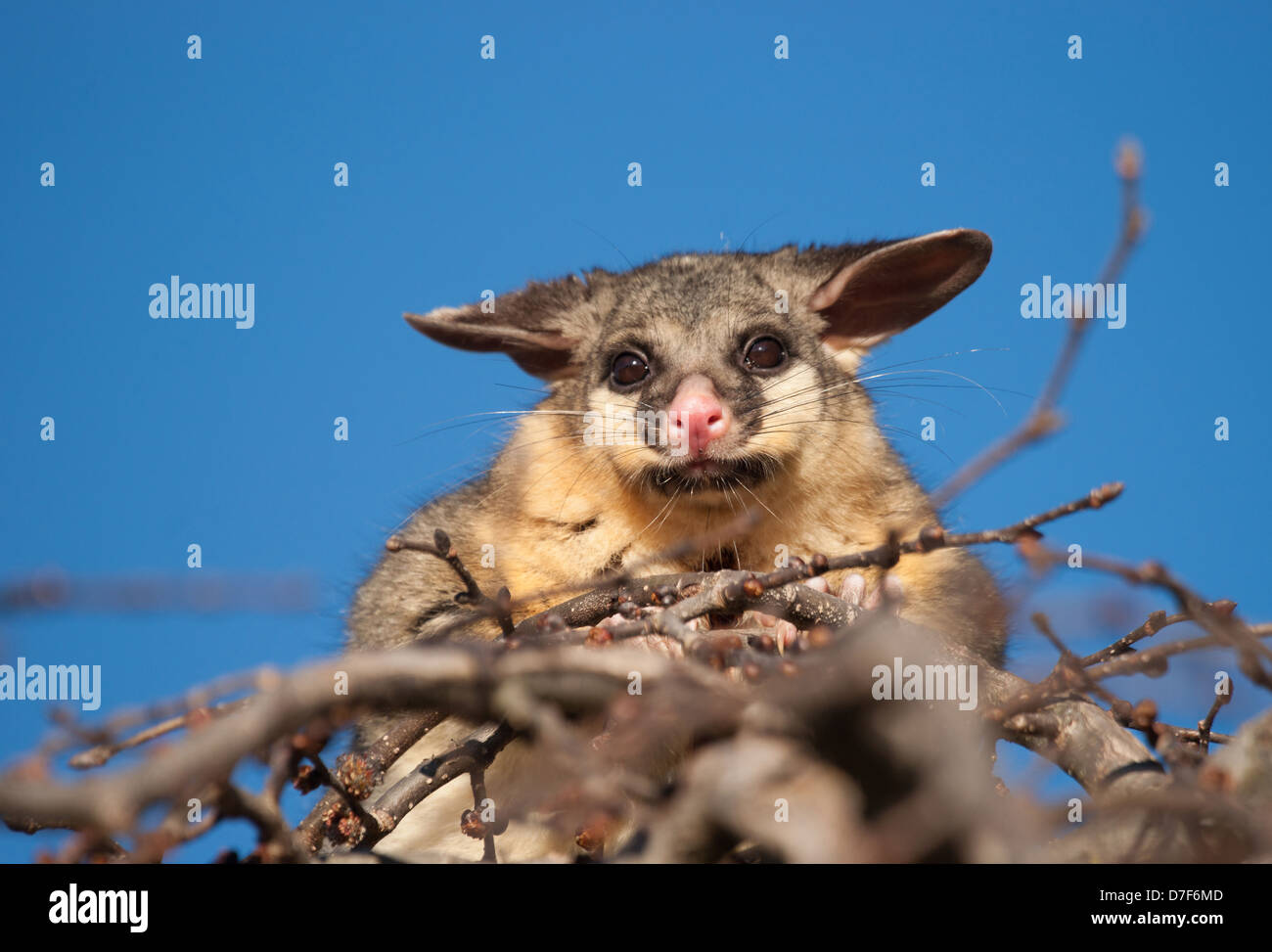 Cepillo australiano possum cola en la parte superior de un árbol Foto de stock