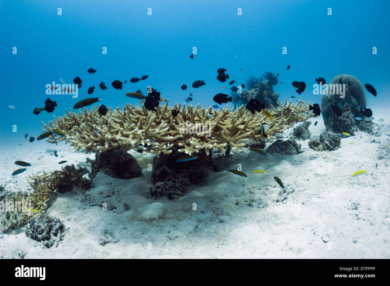 Coral Acropora tabla sobre arena. Maldivas. Foto de stock