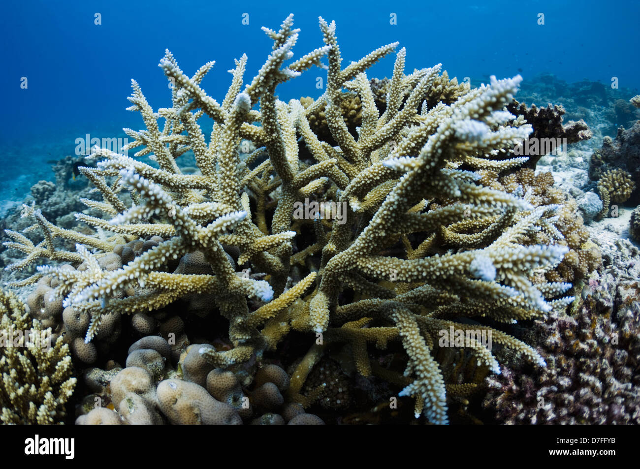 Acropora coral en los arrecifes de coral. Maldivas. Foto de stock