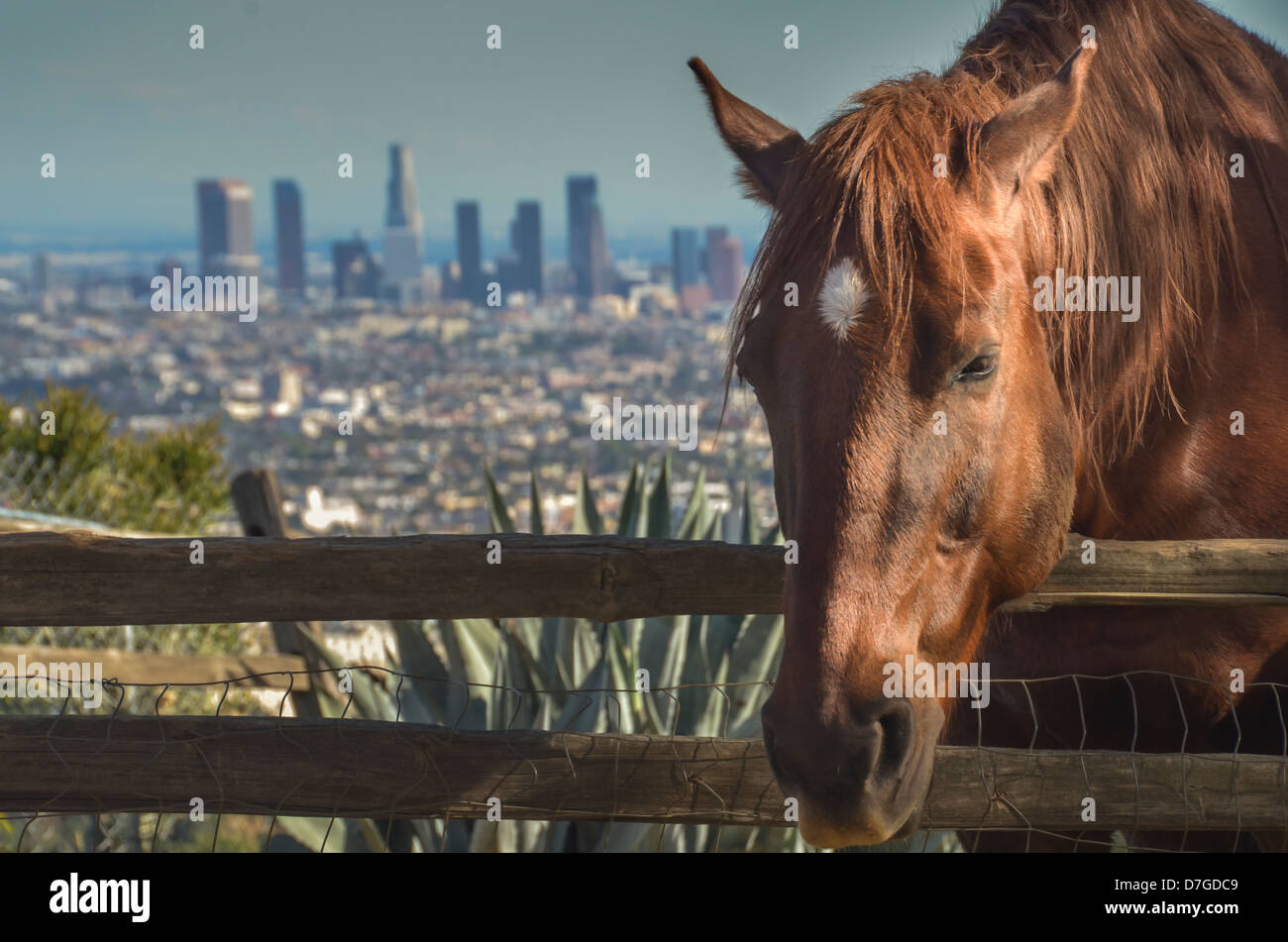 A caballo en las colinas de Hollywood con downton de distancia de Los Ángeles Foto de stock