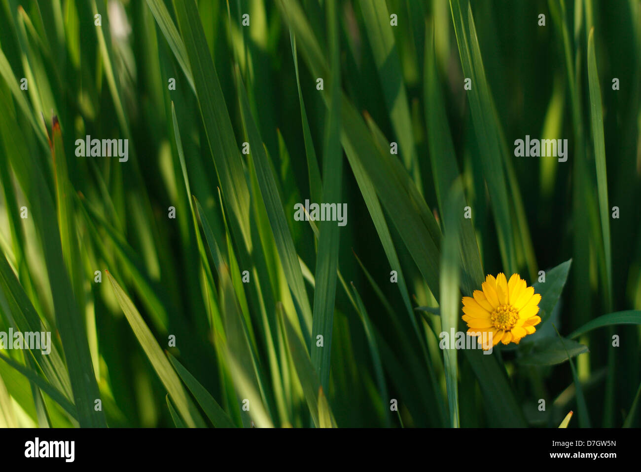 Un solo amarillo daisy entre unas briznas de hierba. Foto de stock
