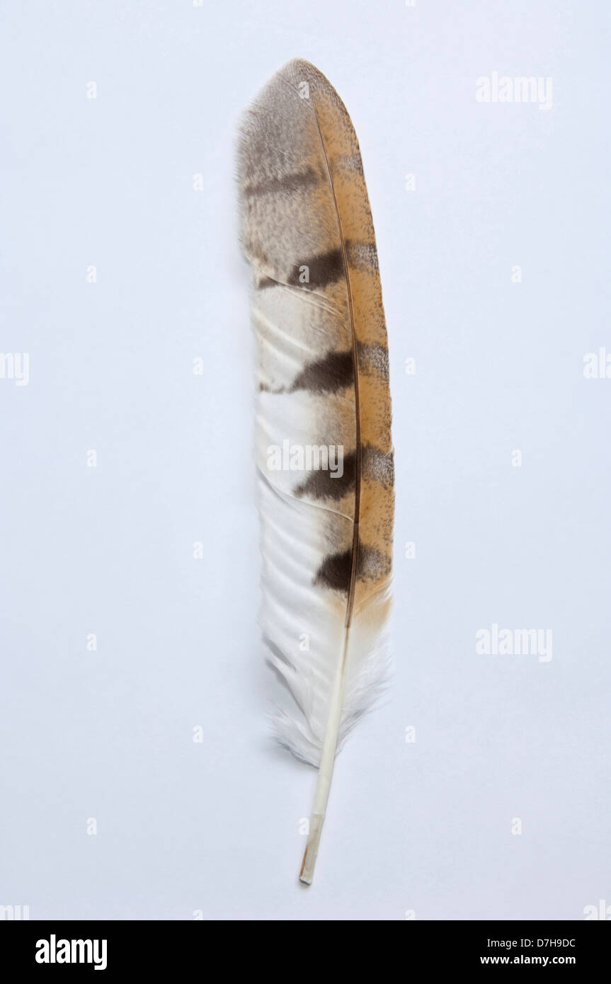 Lechuza Tyto alba ala única pluma Studio picture contra el fondo blanco  Fotografía de stock - Alamy