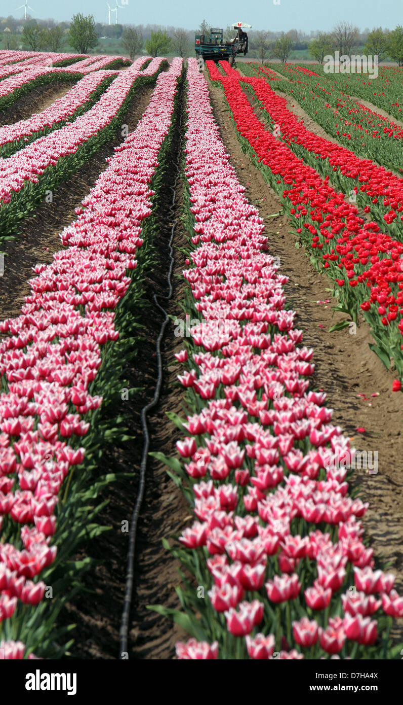 Un campo de tulipanes es retratada en Schwaneberg, Alemania, 03 de mayo de 2013. Las diferentes especies de flores de primavera se cultiva en más de 40 hectáreas. Foto: Peter Förster Foto de stock