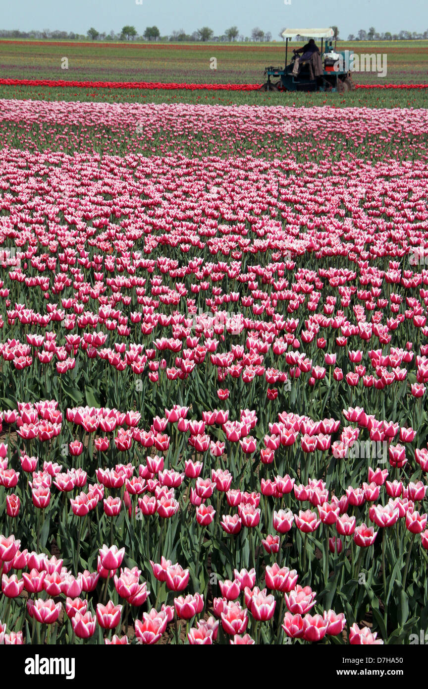 Un campo de tulipanes es retratada en Schwaneberg, Alemania, 03 de mayo de 2013. Las diferentes especies de flores de primavera se cultiva en más de 40 hectáreas. Foto: Peter Förster Foto de stock