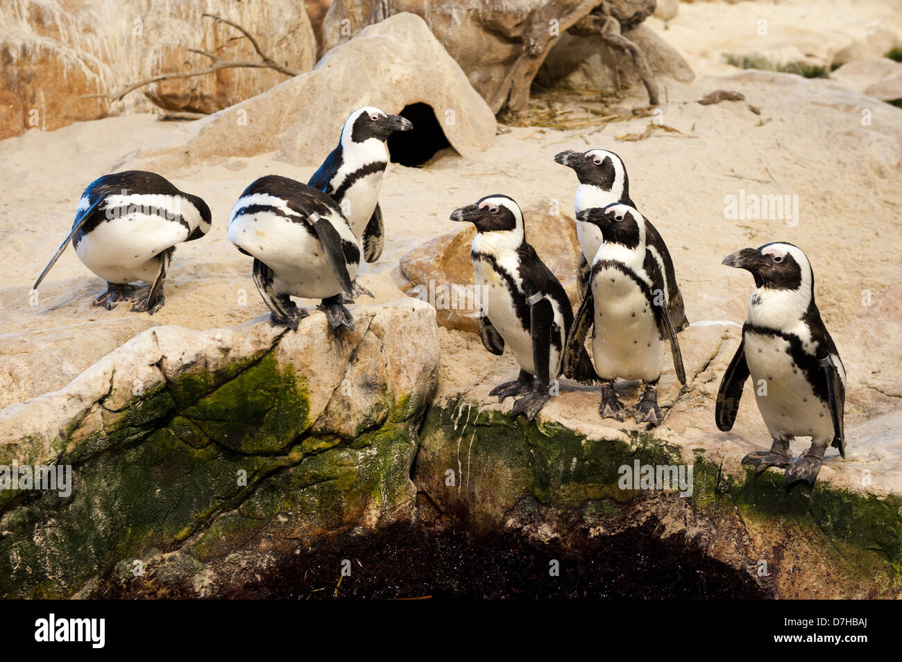Los pingüinos africanos, acuario Two Oceans, Victoria & Alfred Waterfront, Ciudad del Cabo, Sudáfrica Foto de stock