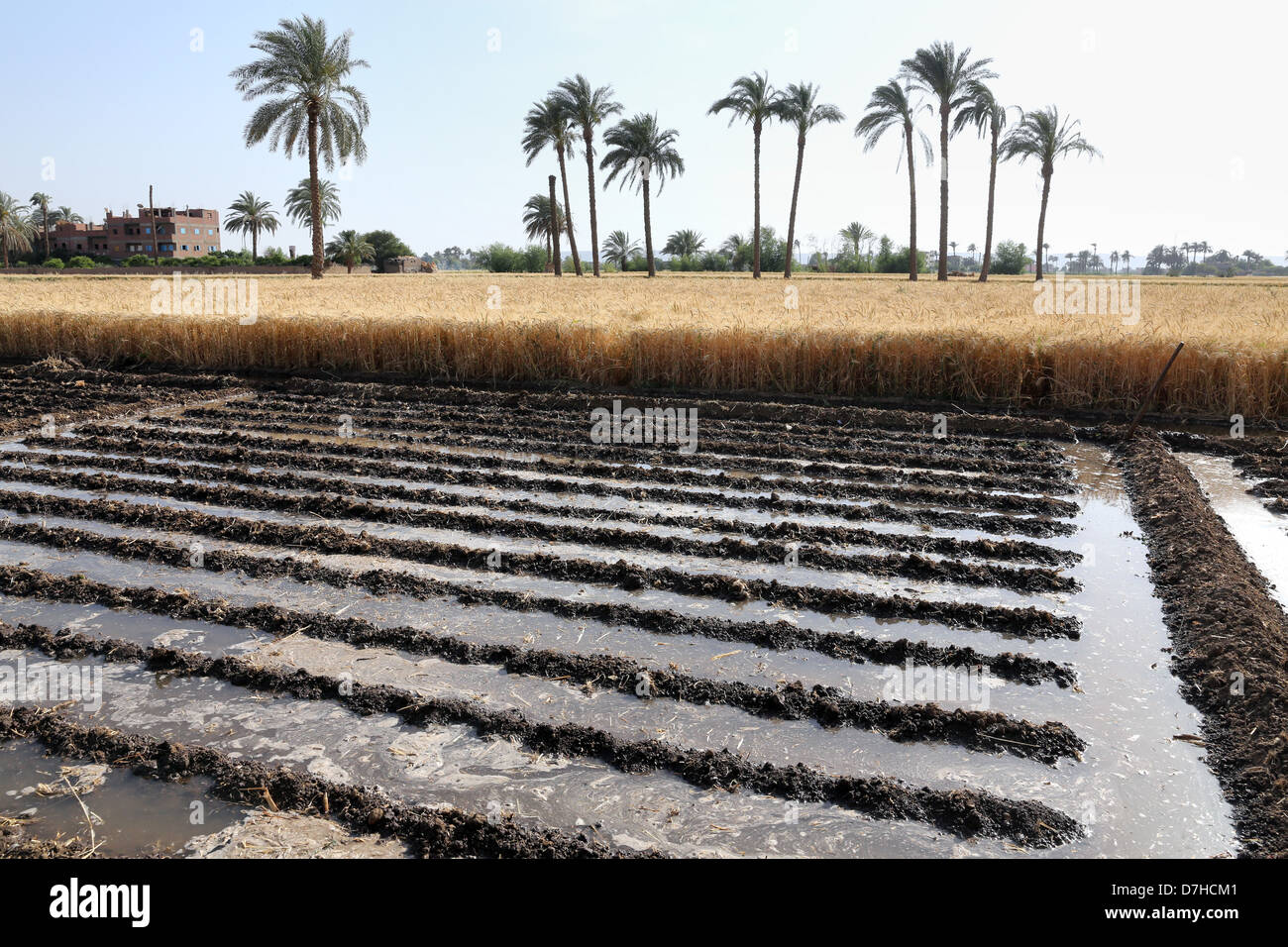 Canal de riego de cultivos de campo de trigo en el Alto Egipto Foto de stock