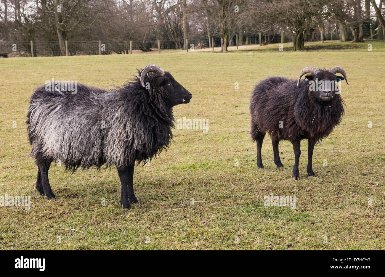 Hebridean ovejas. Fotografía muestra dos ovejas. Foto de stock