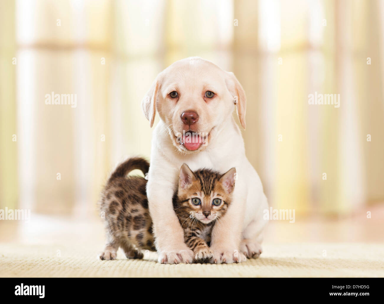Amistad Animal: Labrador Retriever cachorro con gato de Bengala gatito  Fotografía de stock - Alamy