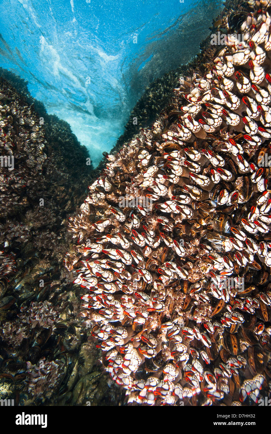 Una escena subacuática de sharp percebes cuello de cisne sobre un arrecife en aguas poco profundas. Foto de stock
