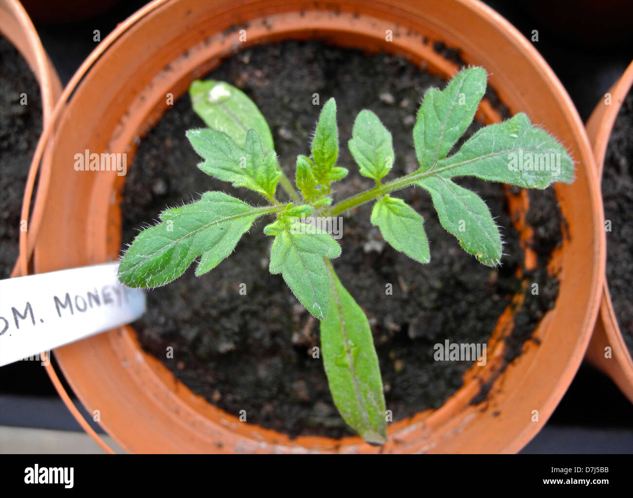 Seedling, pequeña planta de tomate - siendo cultivadas para plantar afuera - esta variedad es Moneymaker Foto de stock
