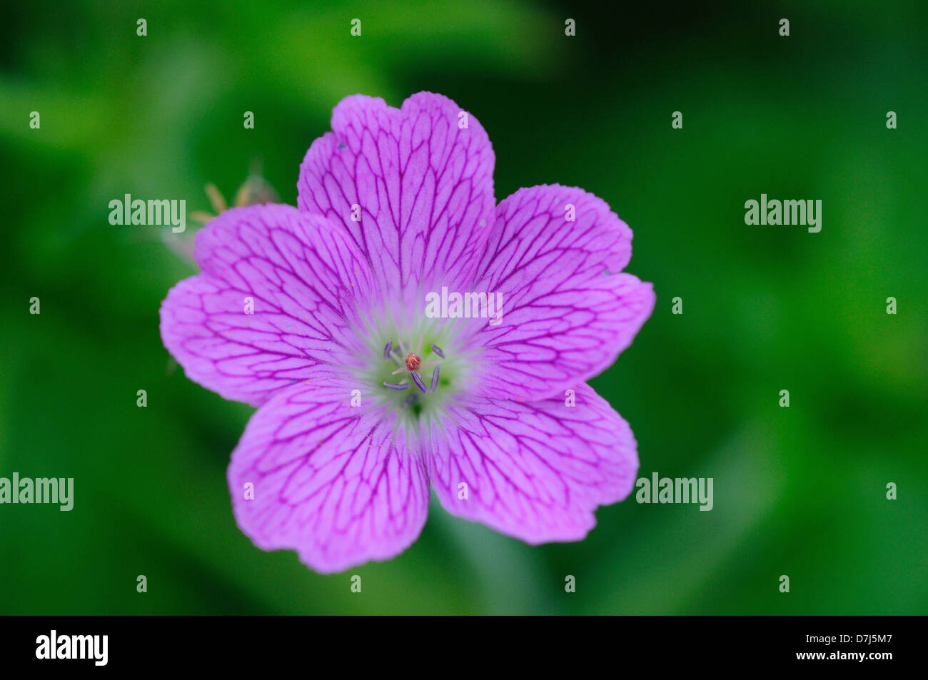 Un hardy geranium flor perenne Foto de stock