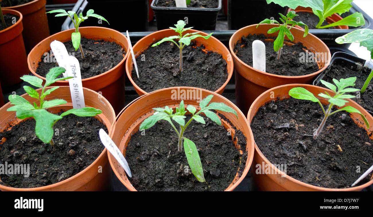 Pequeña planta de tomate - siendo cultivadas para plantar Foto de stock