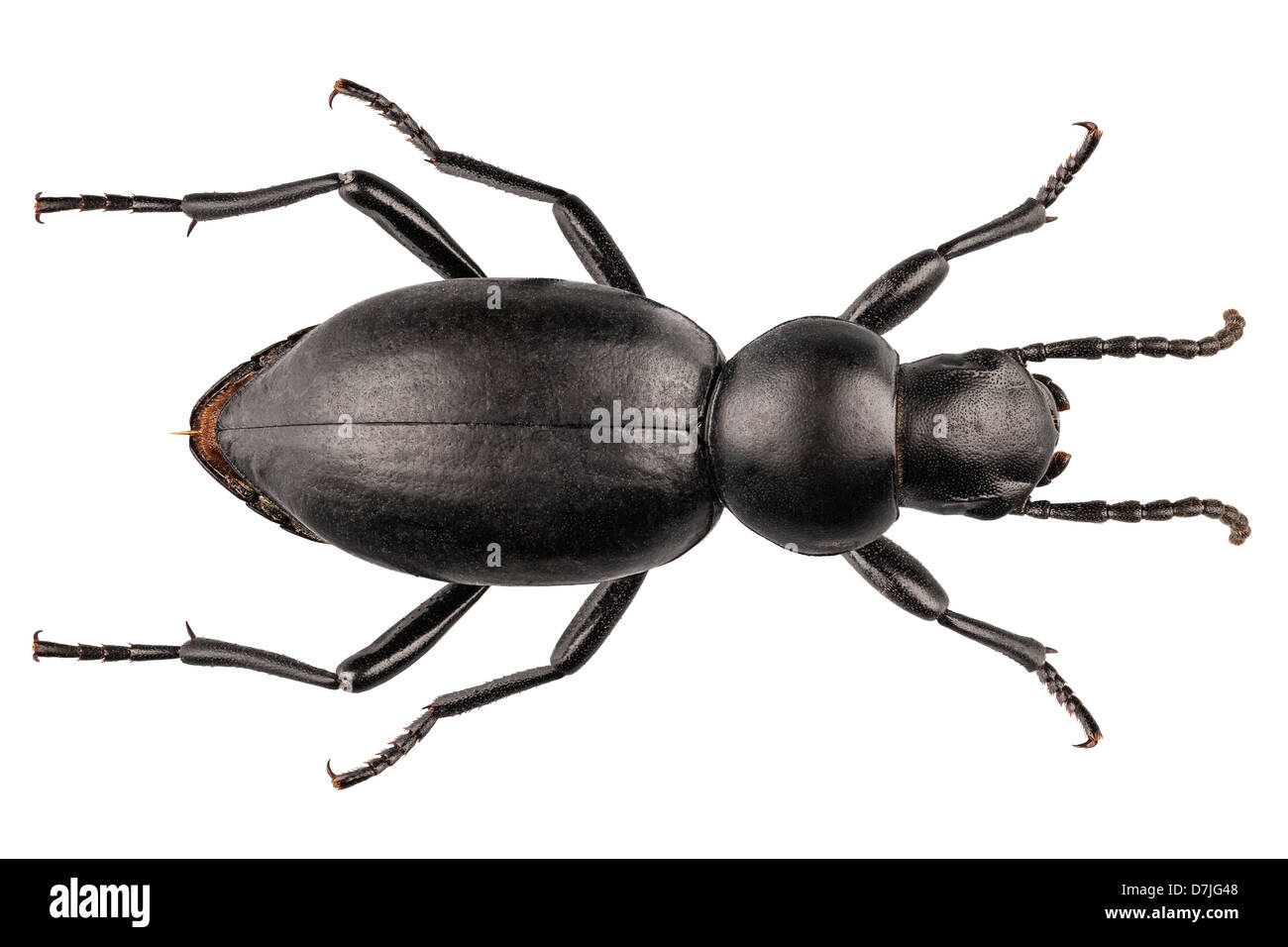 Especies de escarabajos Tentyria peiroleri Foto de stock
