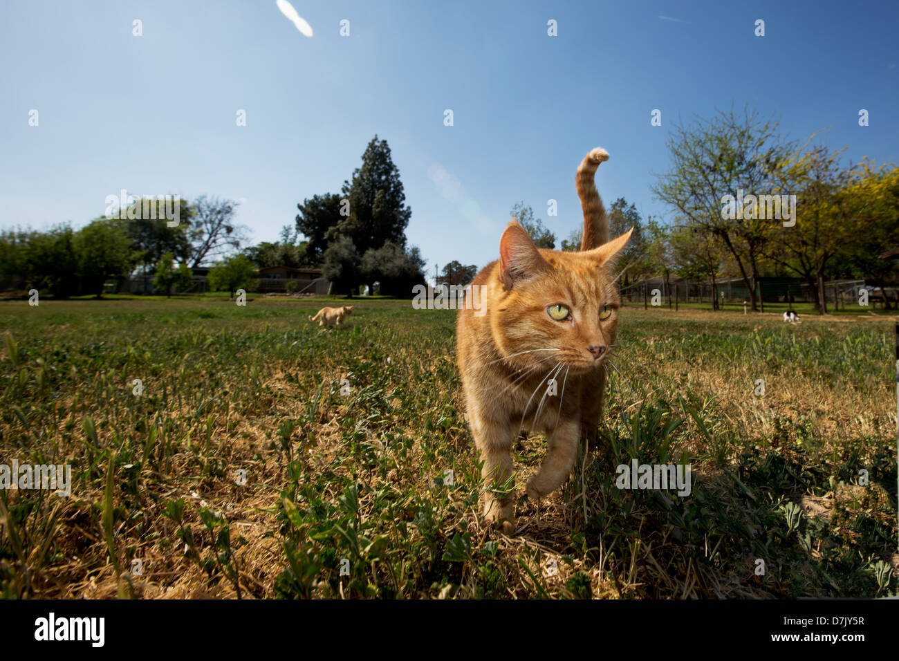Lindo gato jengibre disfrutando al aire libre con otro gato en la distancia en los jardines de la casa de gato en los reyes en Parlier CA Foto de stock