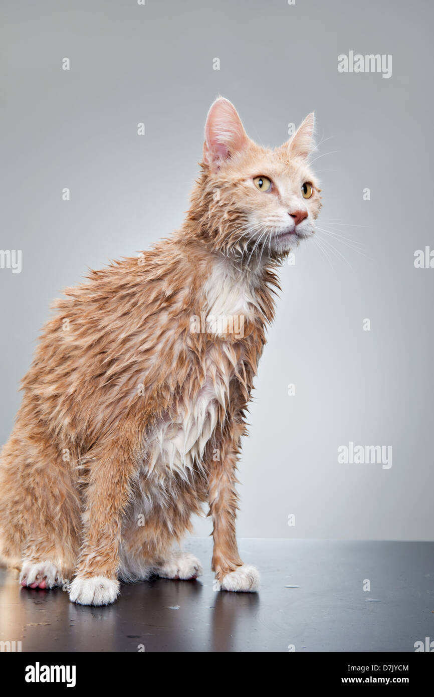 Retrato del gato mojado de gotas de agua en el estudio después de la ducha Foto de stock