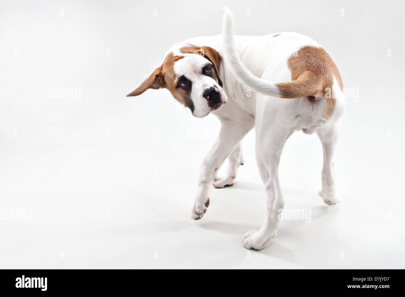 Un marrón y blanco San Bernardo cachorro persiguiendo su cola en studio Foto de stock