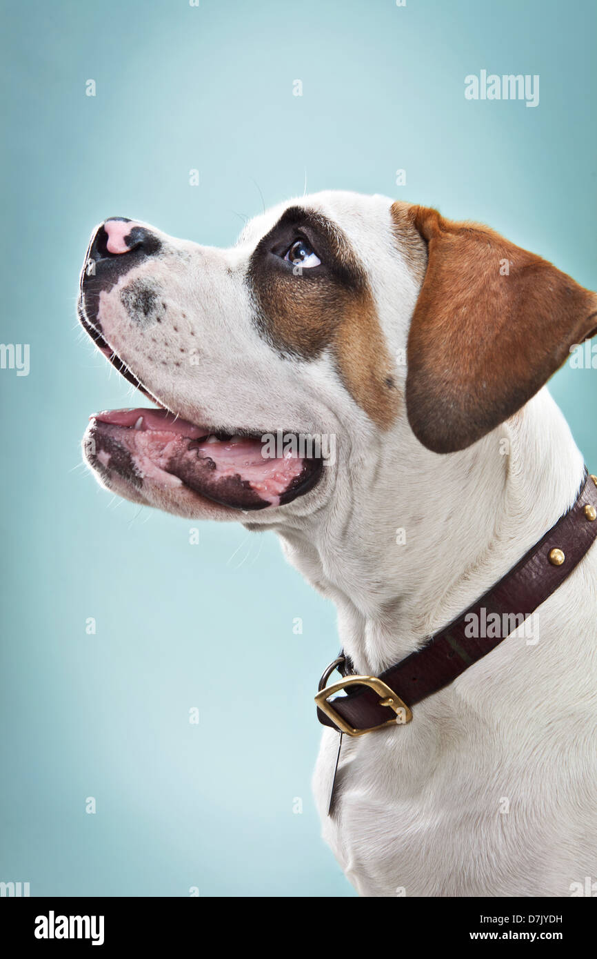 Retrato de San Bernardo cachorro en studio Foto de stock