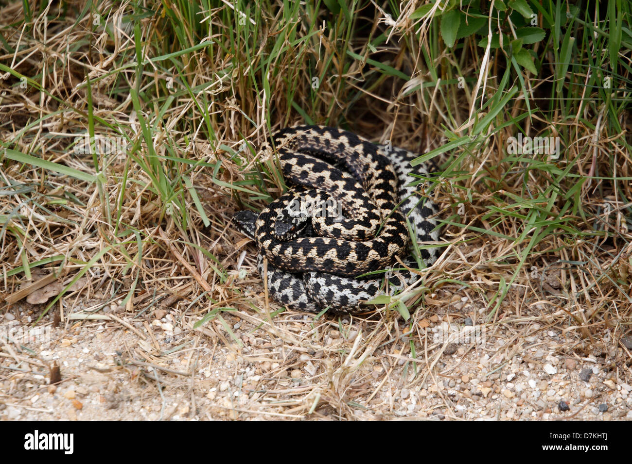 Serpiente, Vipera berus, dos serpientes acurrucaron, cautiva, mayo de 2013 Foto de stock
