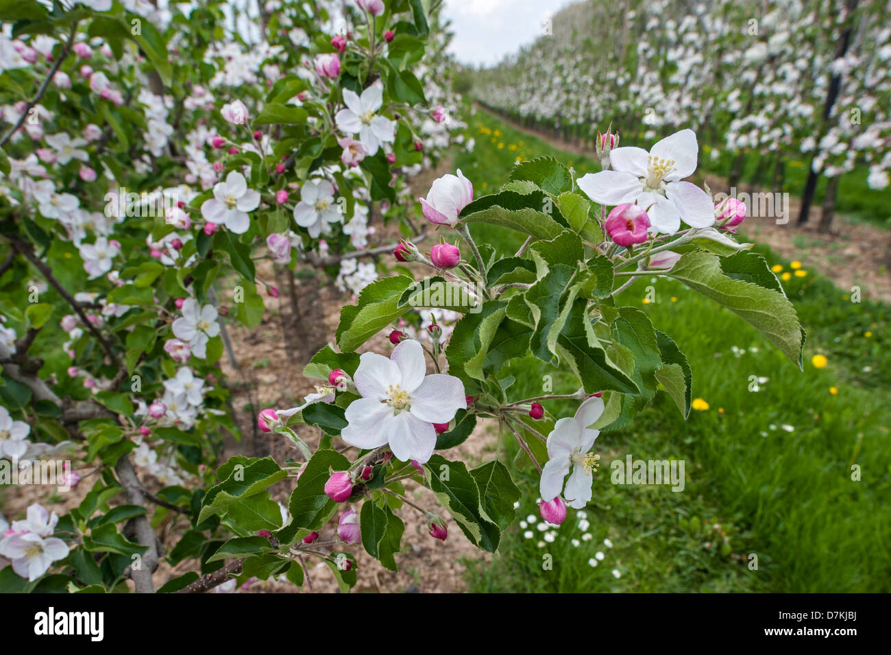 Manzano (Malus domestica) en huerto de floración en primavera, Hesbaye, Bélgica Foto de stock