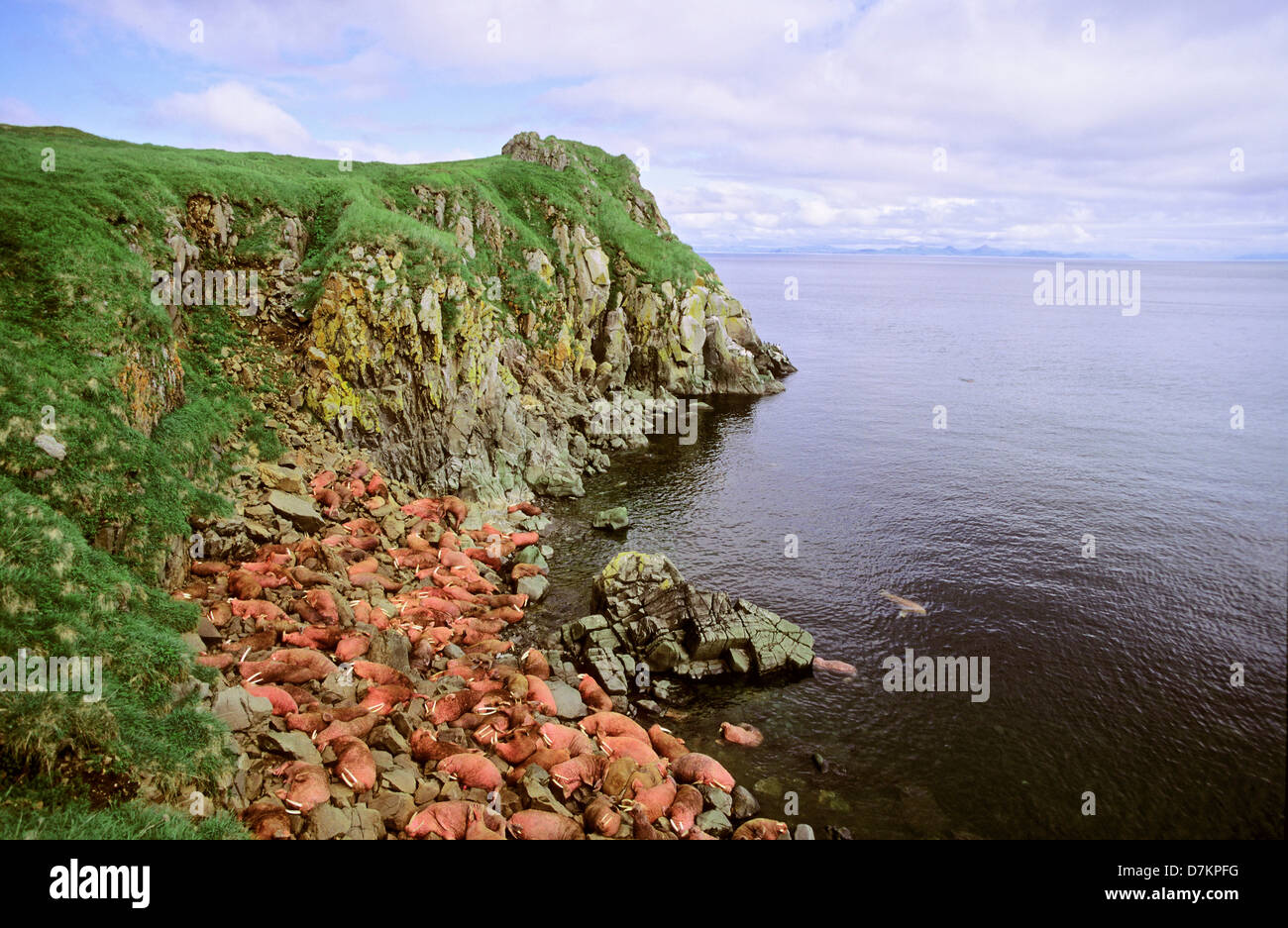 La morsa del Pacífico (Odobenus rosmarus divergens). La Isla Redonda, Alaska, EE.UU., en América del Norte. Grupo de hombres descansando en una playa. Foto de stock