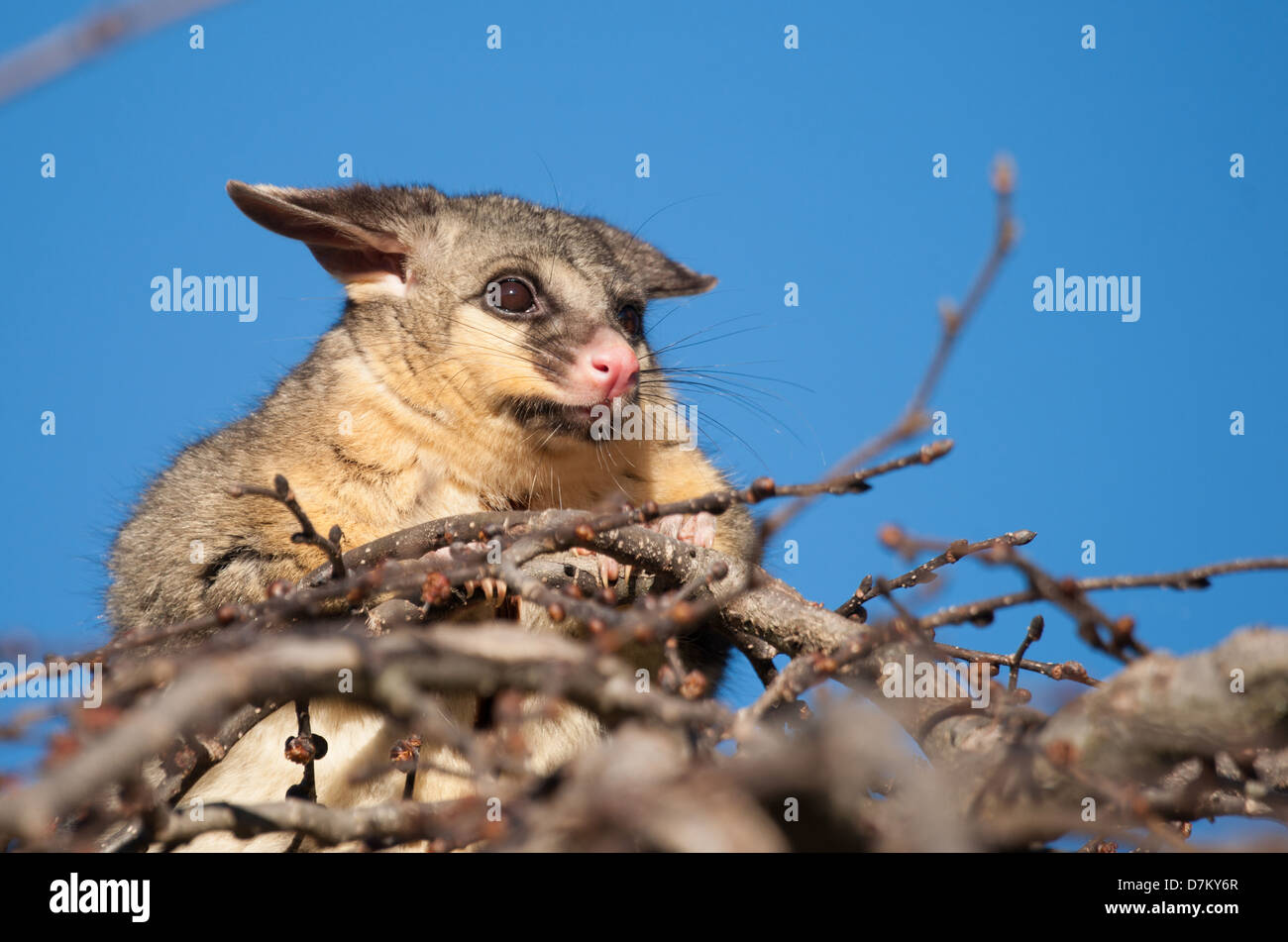 Cepillo australiano possum cola en la parte superior de un árbol Foto de stock