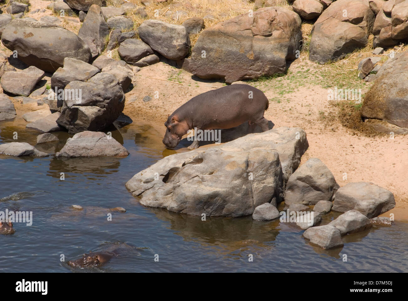 Hipopótamo regresar al agua después de relevar a la orilla Foto de stock