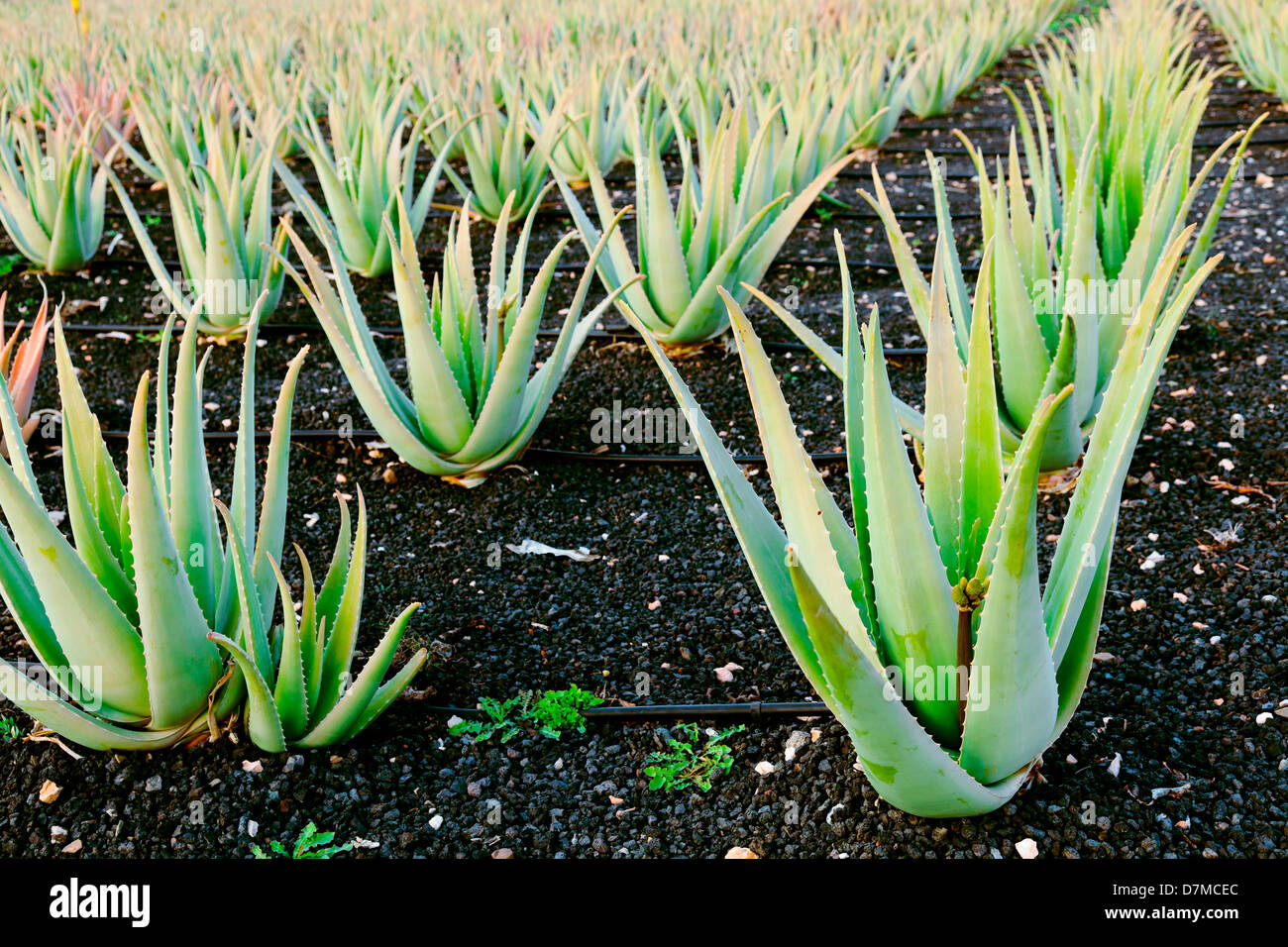 Granja de Aloe vera Fotografía de stock - Alamy