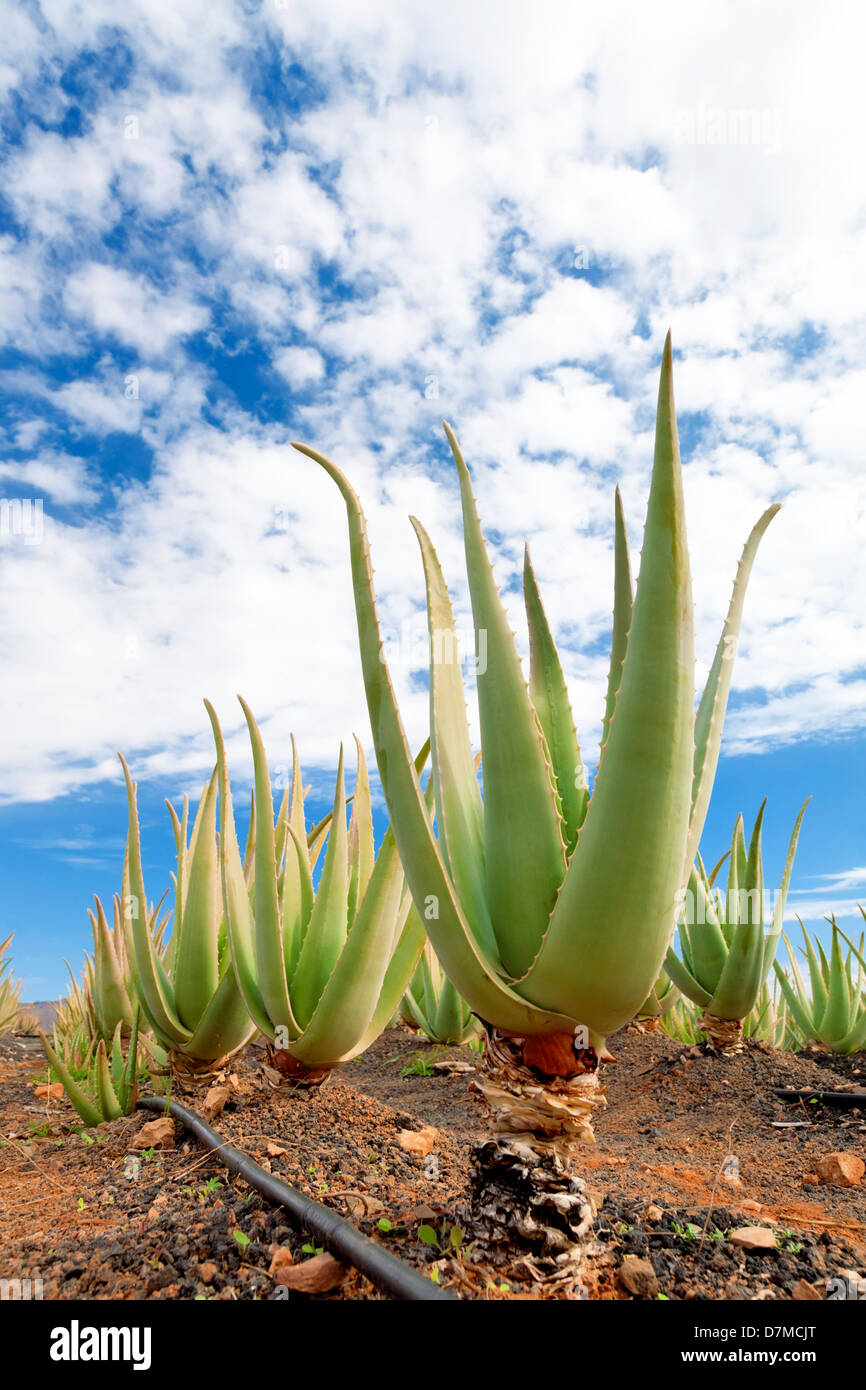 Granja de Aloe vera Fotografía de stock - Alamy