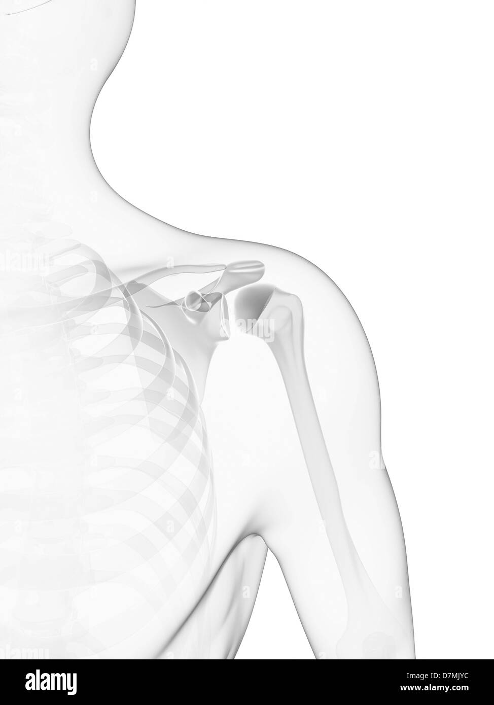 Los huesos del hombro, ilustraciones Foto de stock