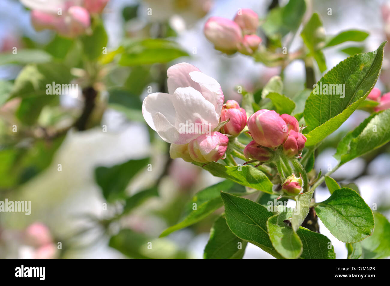 Cerca de bonitas flores de color rosa y las yemas de un manzano Foto de stock