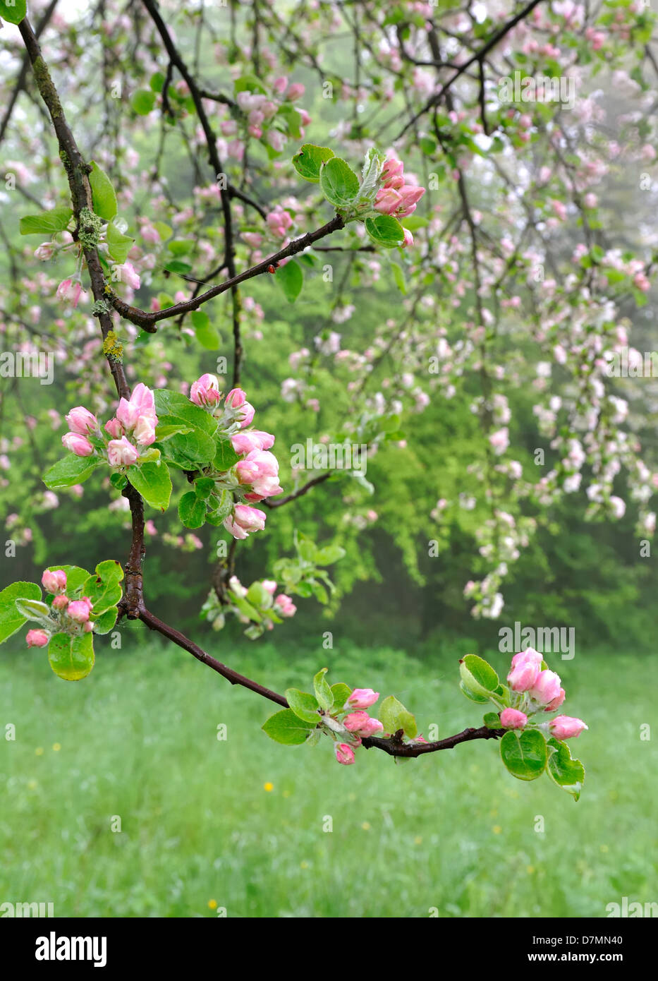 Bonitas flores en las ramas de un árbol de manzanas en un huerto Foto de stock