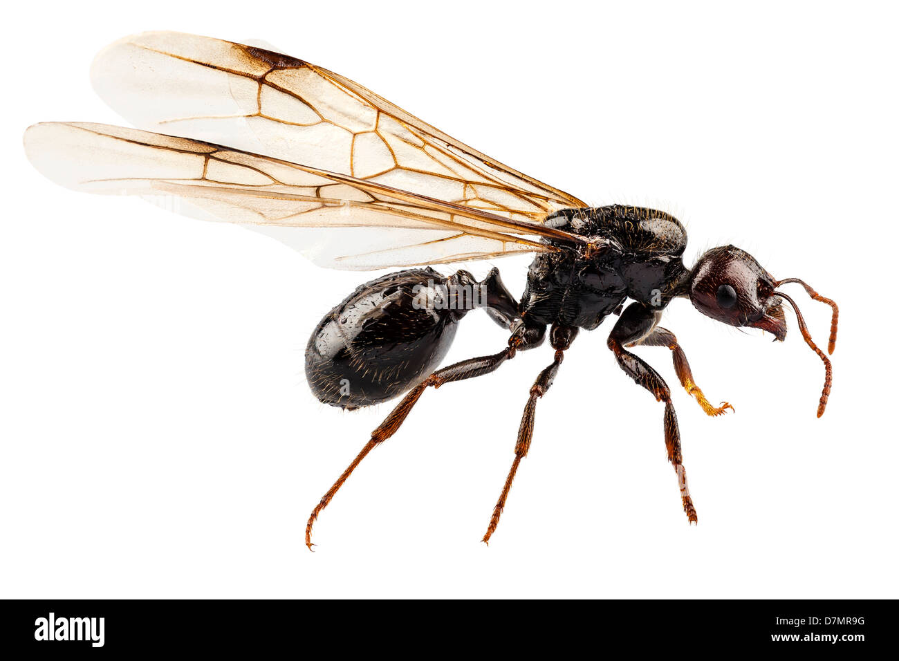 Alas negro especie hormiga Lasius Níger Foto de stock