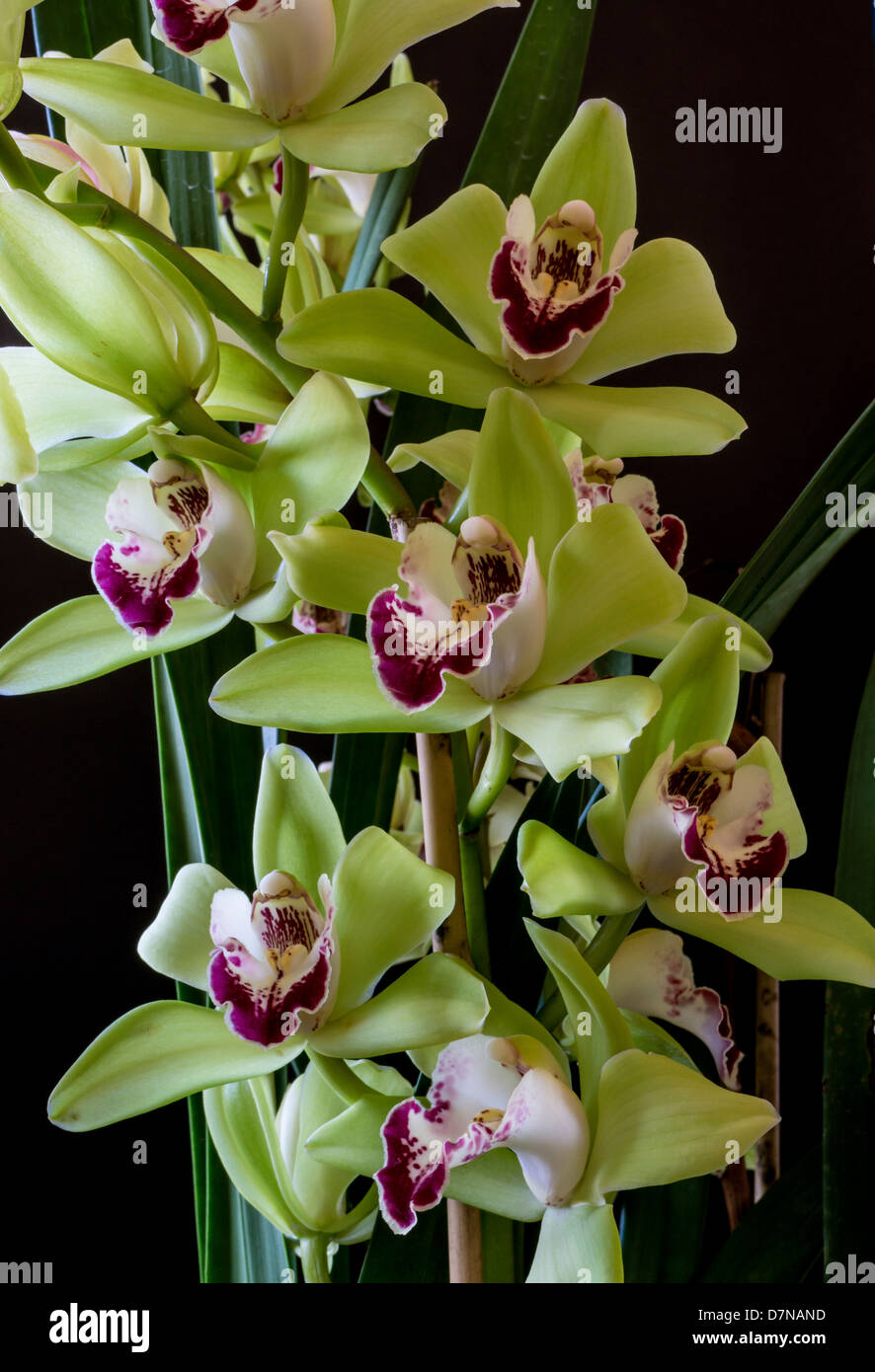 Cymbidium o barco de orquídeas, es un género de 52 especies perennifolias en  la familia de las orquídeas Orchidaceae Fotografía de stock - Alamy