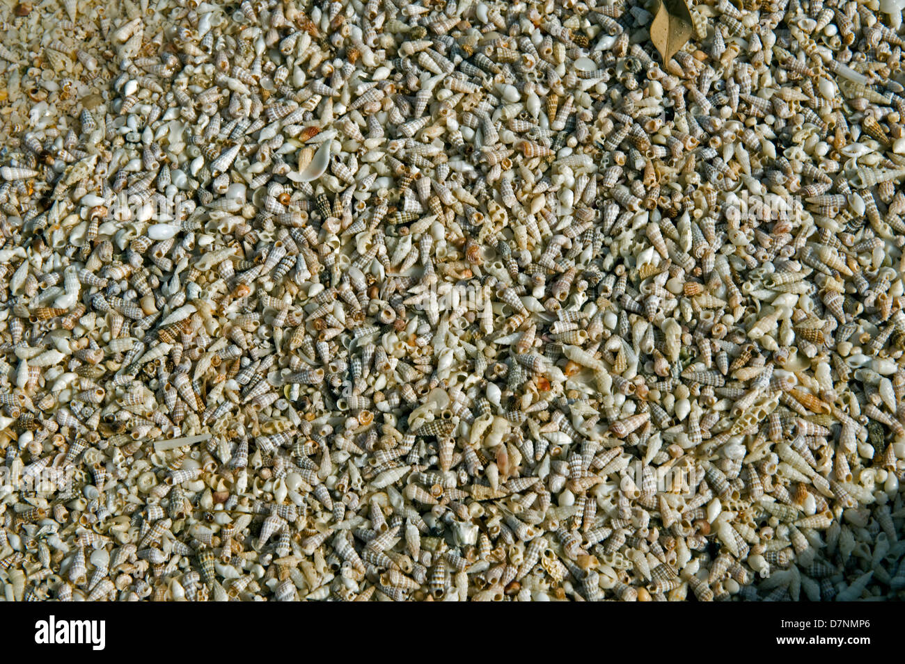 Playa con un mayor número de pequeñas conchas de mar, Abu Dhabi, Emiratos Arabes Unidos Foto de stock