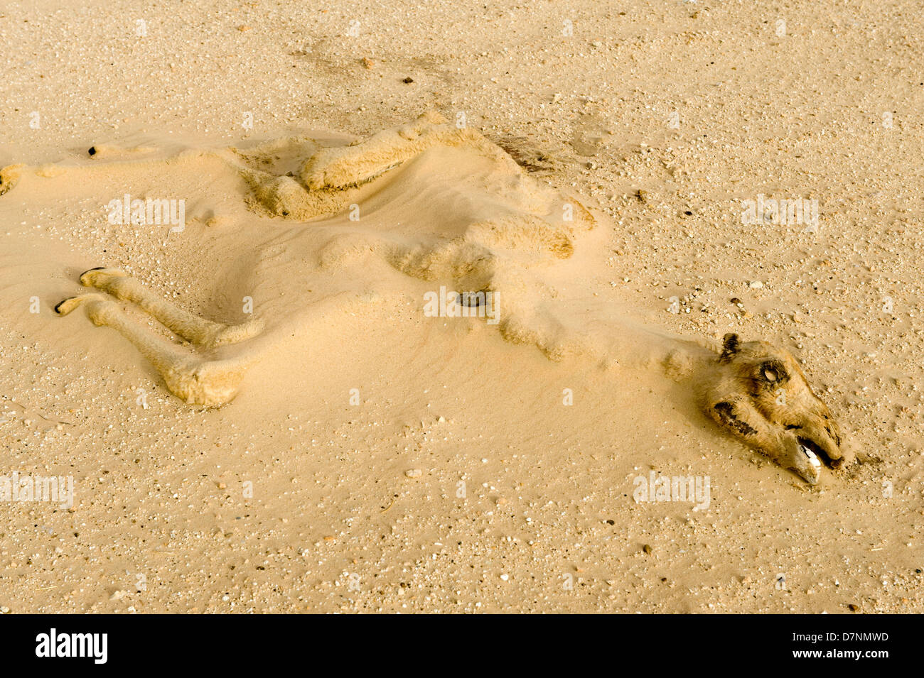 Un tiempo muerto seco de camello despojos de ternera medio enterrado por la arena en el desierto, Abu Dhabi Foto de stock