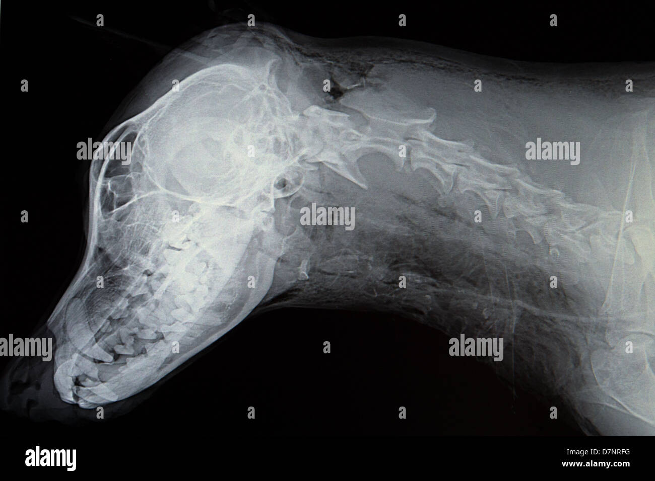 Rayos x cabeza de perro fotografías e imágenes de alta resolución - Alamy