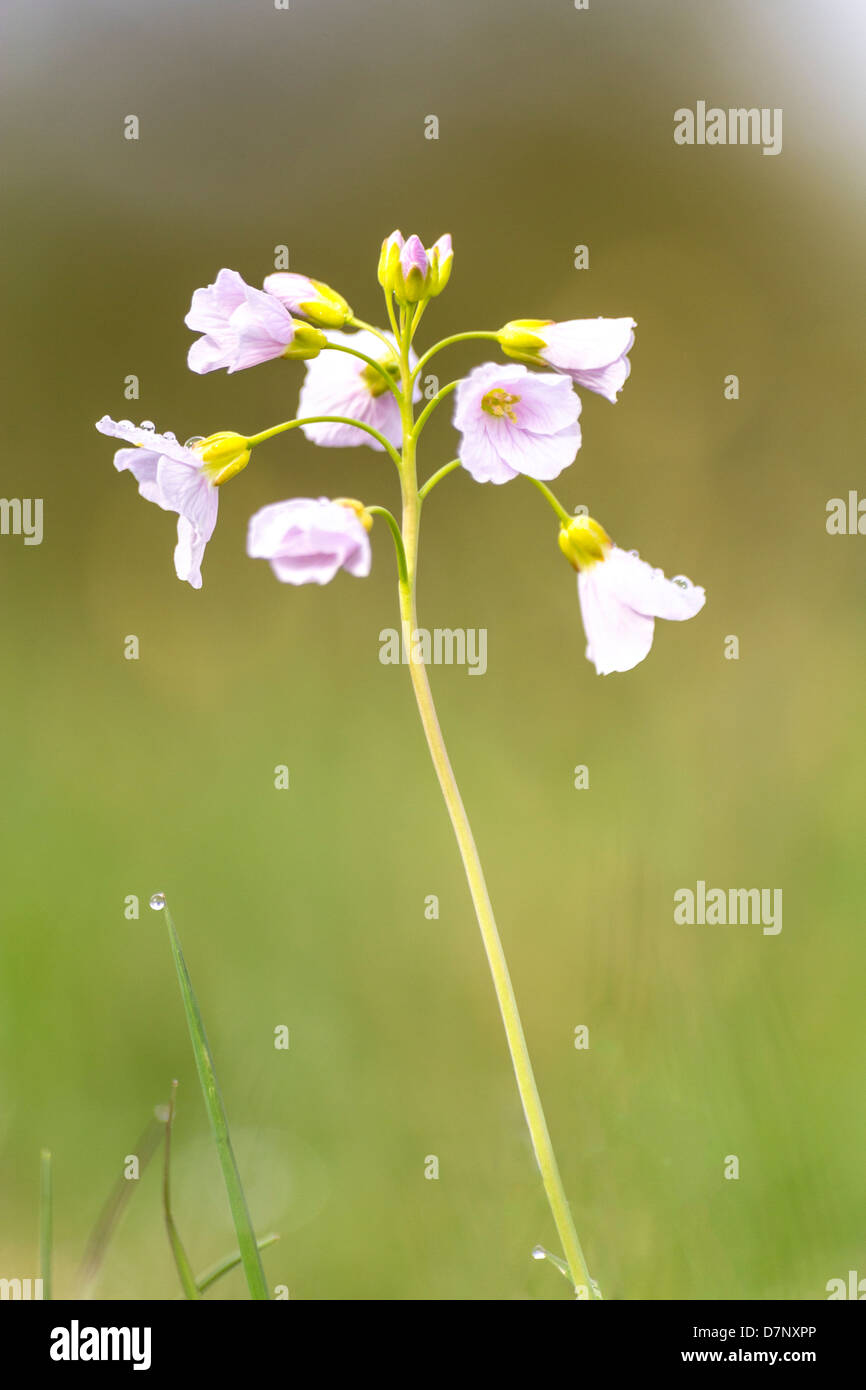 Primavera Flor de cuco en una pradera en inglés Foto de stock