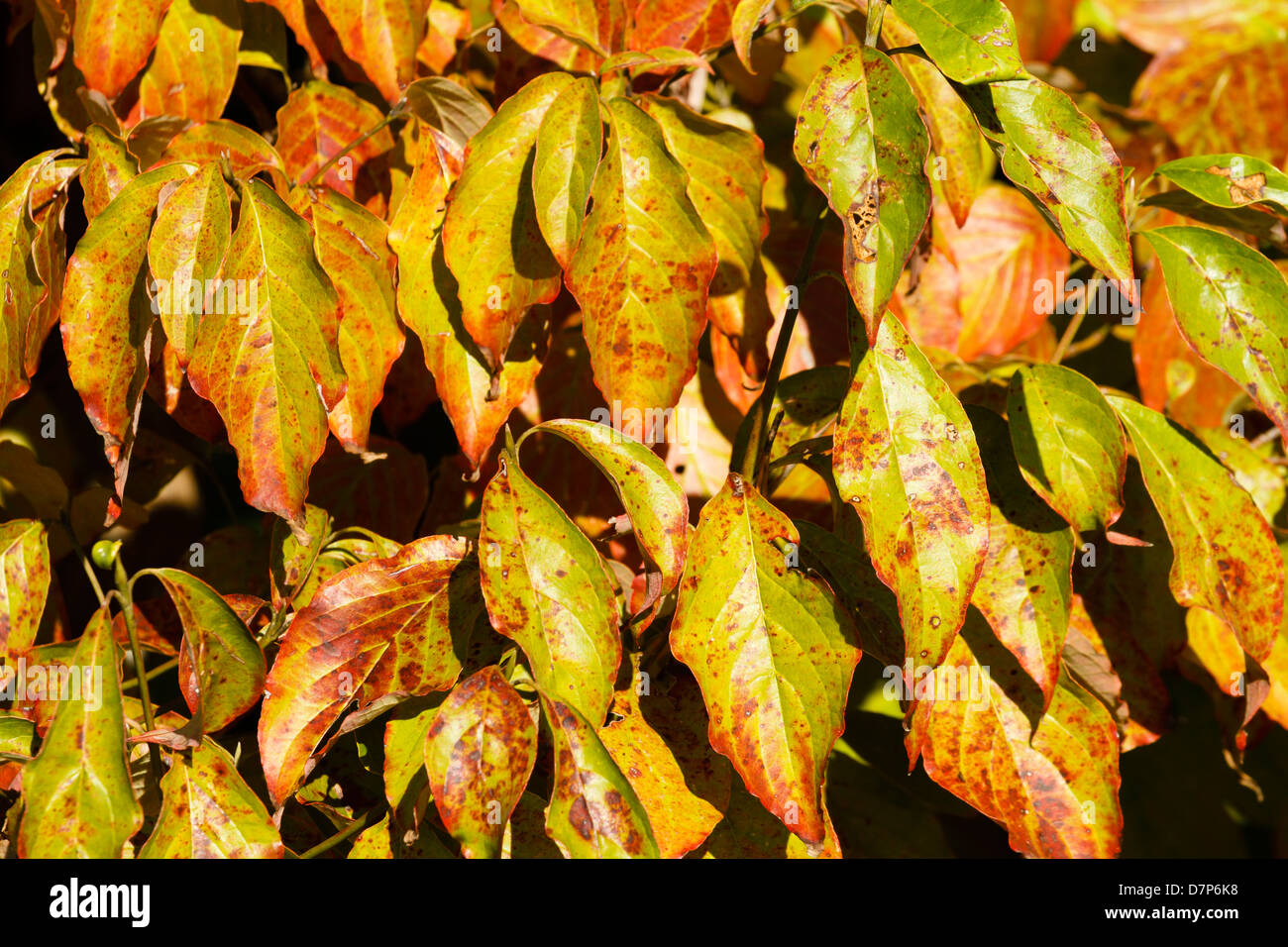 Un montón de coloridos Dogwood las hojas del árbol a finales de los años 'hora dorada' tarde de sol apenas unos días después de girar el color en la temporada de otoño Foto de stock