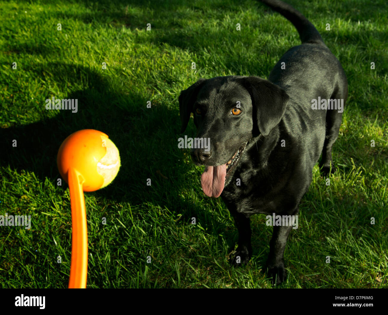 Sadie, un Labrador Retriever negro, espera por una bola tirada. Foto de stock