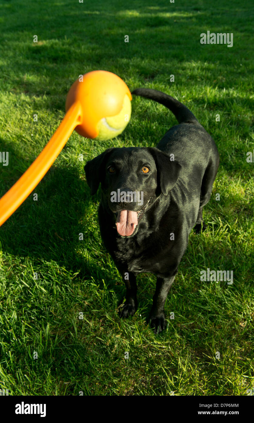 Sadie, un Labrador Retriever negro, espera por una bola tirada. Foto de stock