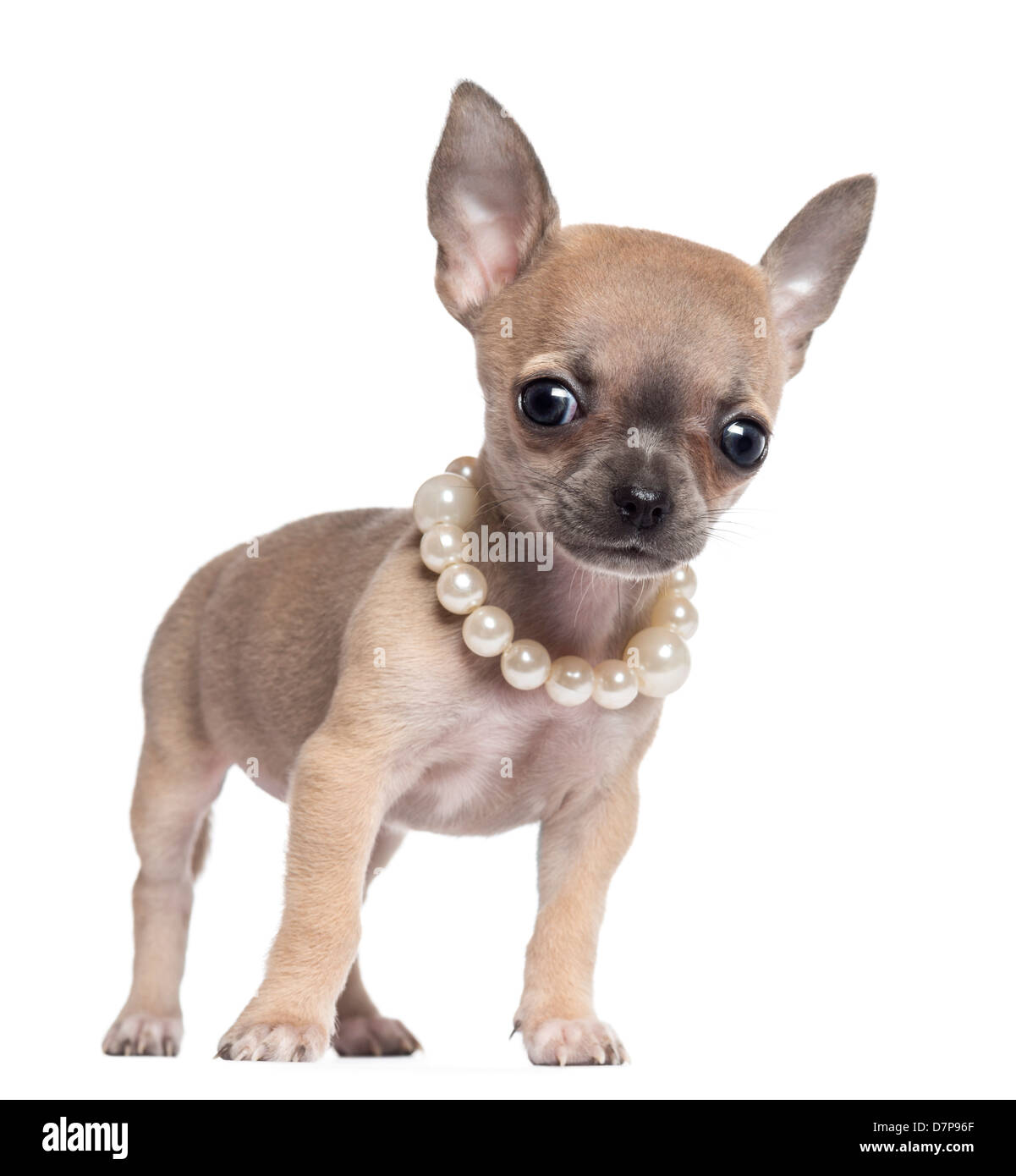 Chihuahua cachorro, de 4 meses de edad, vistiendo un collar de perlas y mirando la cámara contra el fondo blanco. Foto de stock