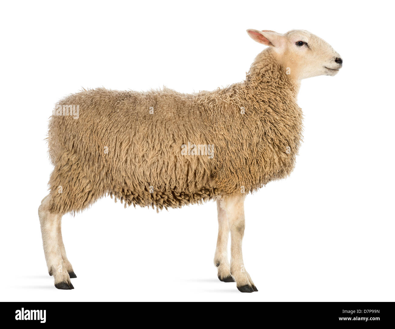 Vista lateral de la oveja de pie delante de un fondo blanco Foto de stock