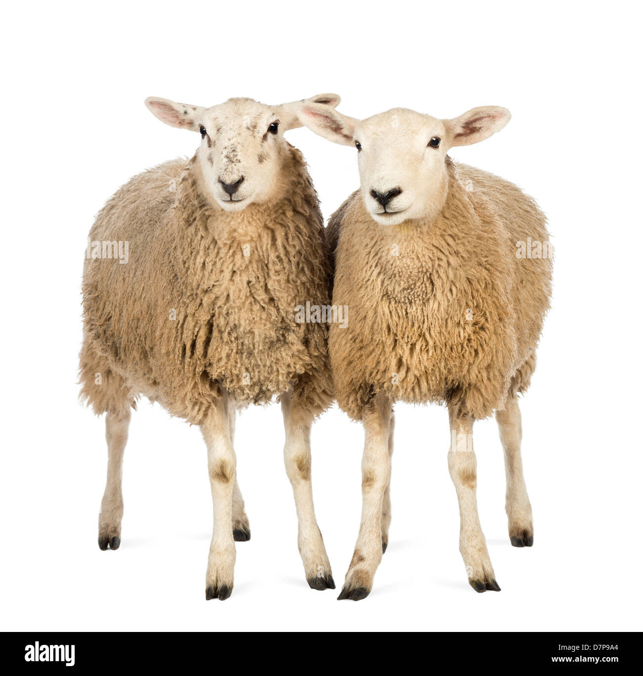 Dos ovejas de pie delante de un fondo blanco Foto de stock
