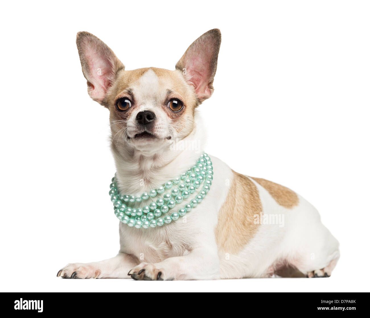 Chihuahua, de 2 años, mintiendo y llevaba un collar de perlas contra el fondo blanco. Foto de stock