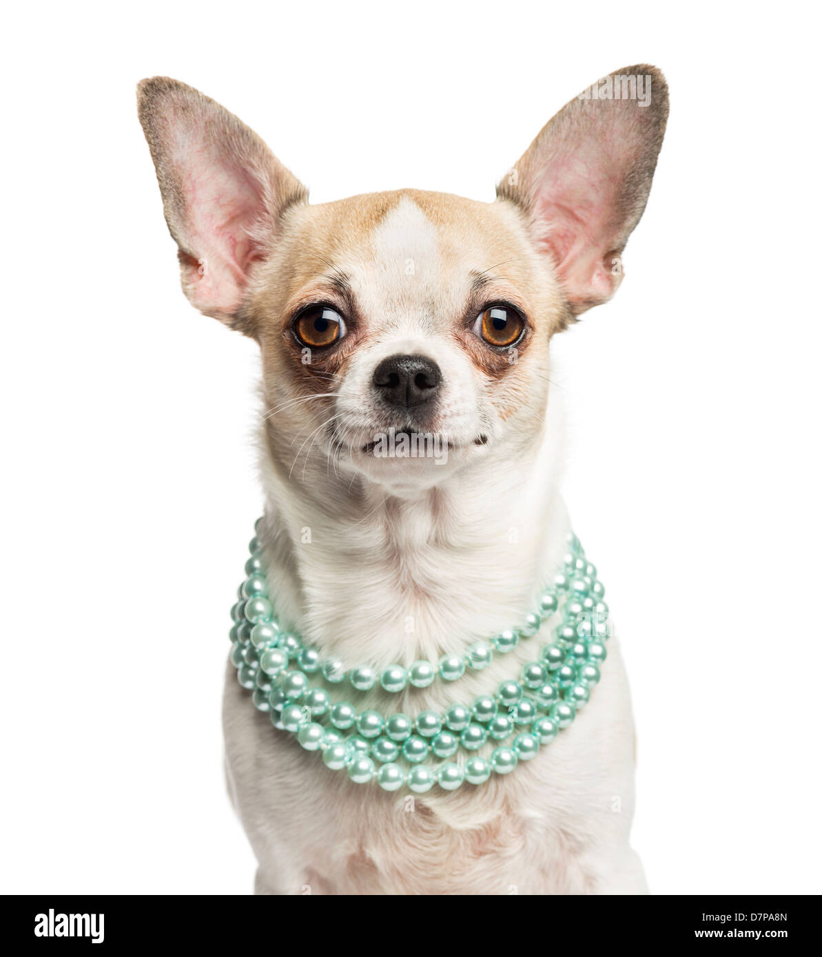 Close-up de un Chihuahua, de 2 años de edad, vistiendo un collar de perlas contra el fondo blanco. Foto de stock