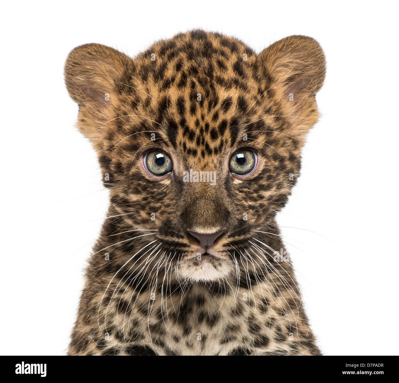 Manchada de cub, leopardo Panthera pardus, 7 semanas de edad, retrato contra el fondo blanco. Foto de stock