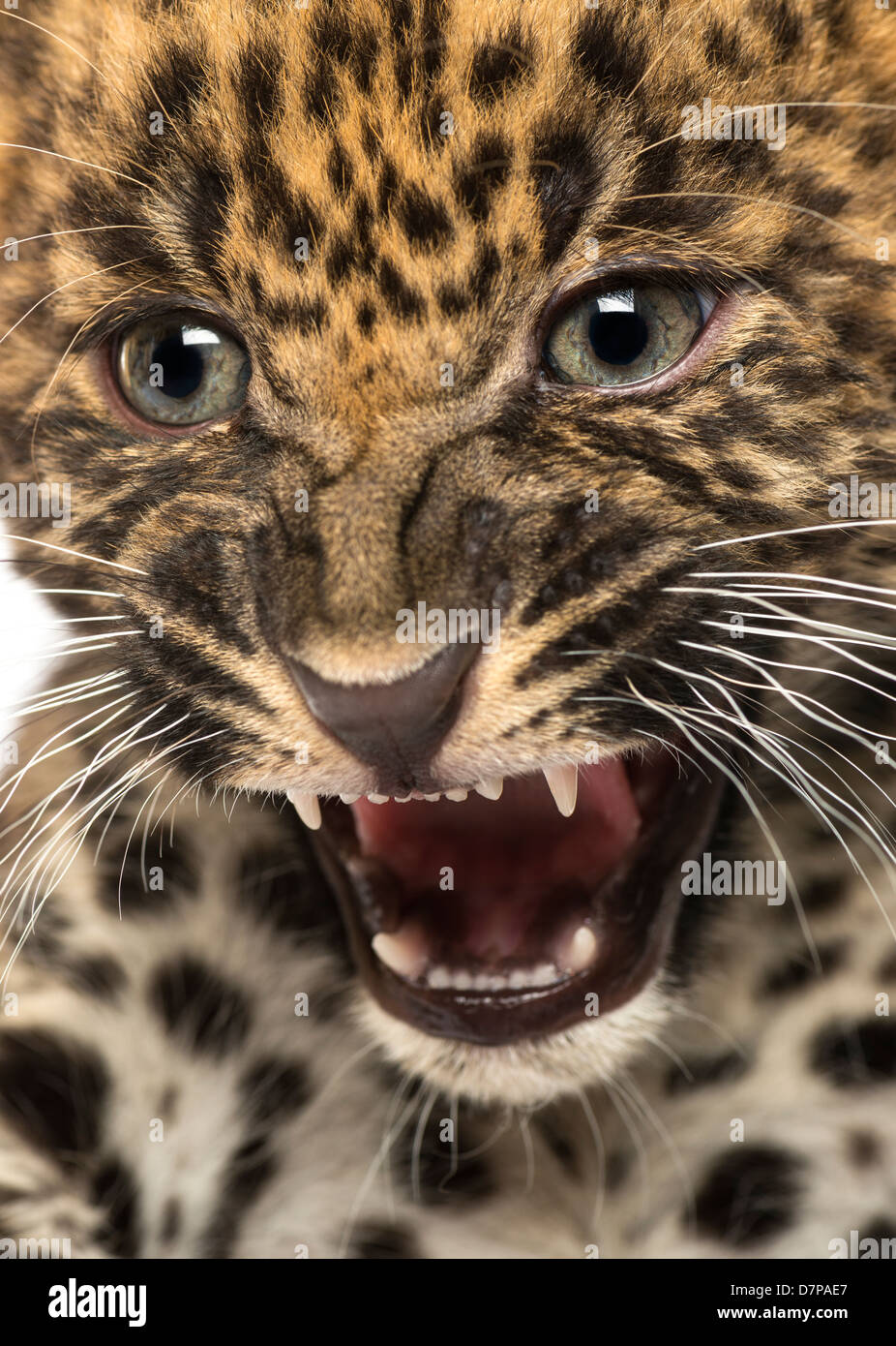 Manchada de cub, leopardo Panthera pardus, 7 semanas de edad, rugiendo Foto de stock