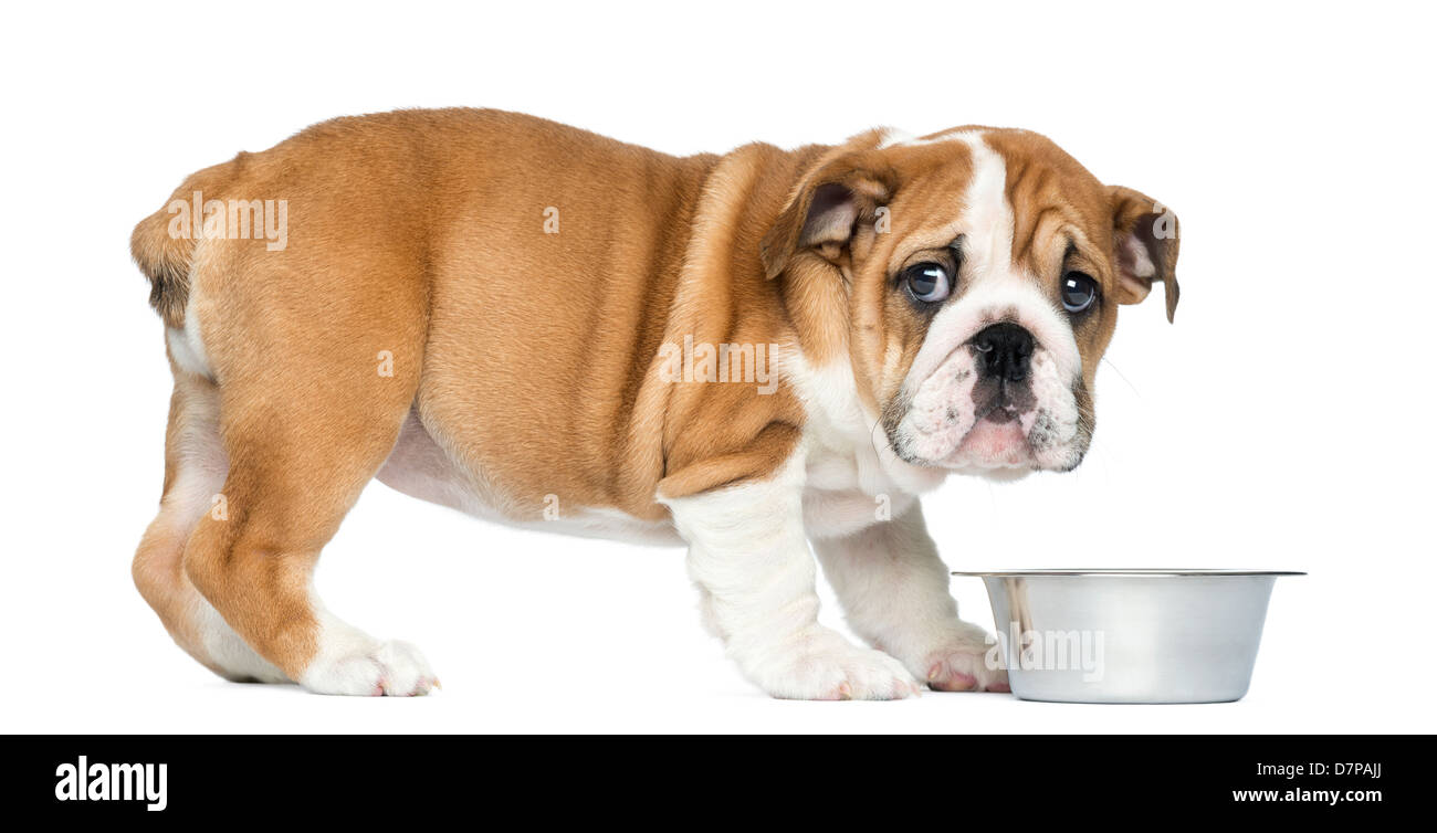 Best bulldog dog clearance food